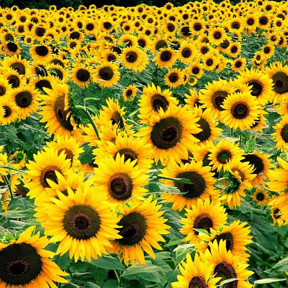 Meet your Posher, Teri